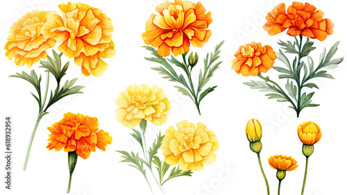a collection of watercolor marigolds flowers isolated on a transparent background, generative ai