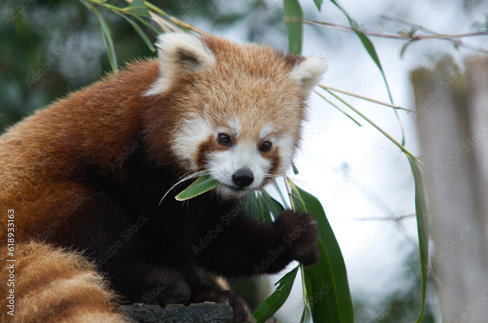Fototapeta premium Fluffy red cute panda eating leaves