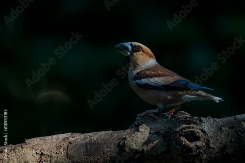 Beautiful Hawfinch (Coccothraustes coccothraustes) on a branch in the forest of Noord Brabant in the Netherlands. Dark background. 