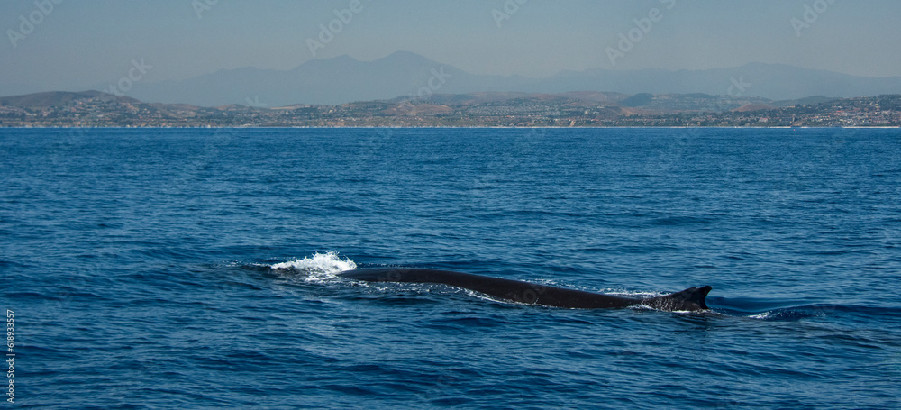 Fototapeta premium Fin Whale surfacing off San Clemente