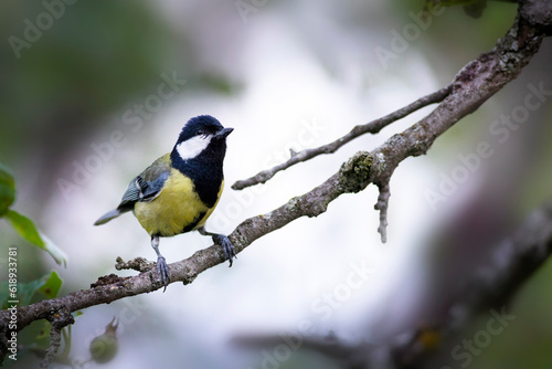 Cute little bird. Great tit. Nature background. 