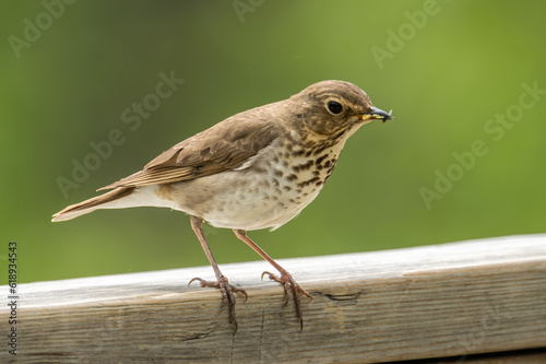 Swainson's Thrush with lunch