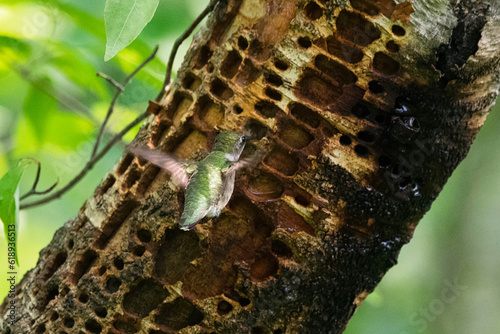 Hummingbird taking sap from a birch tree.