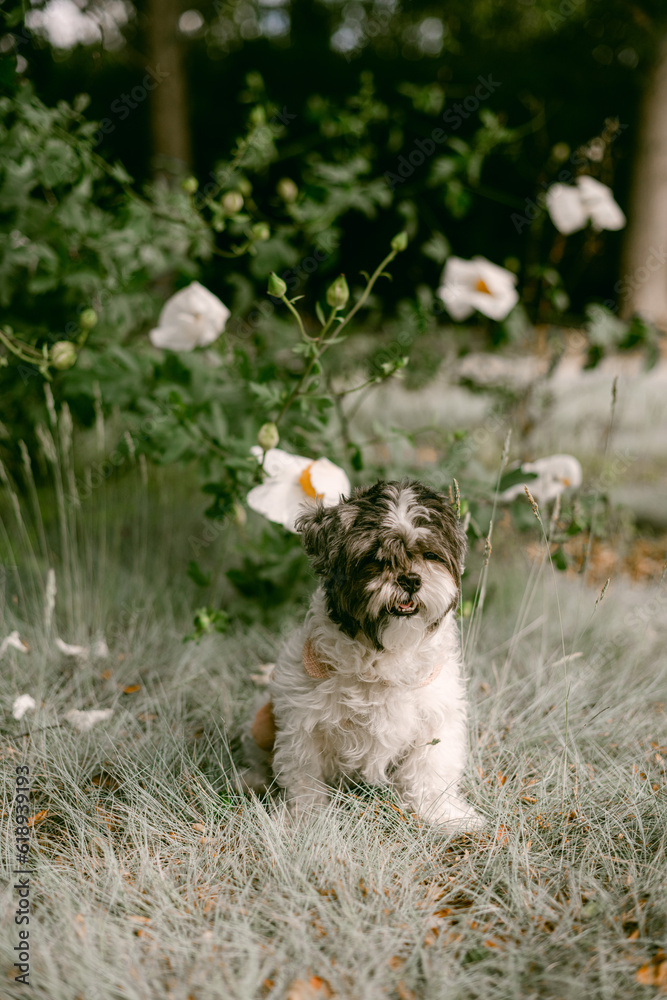 Fototapeta premium Shih Tzu at the park