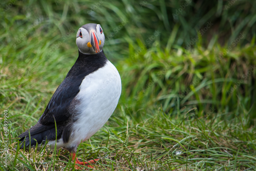 Puffin Close Up Puffin Close Up