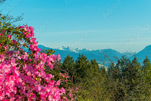 Mountain view from a park with flowers