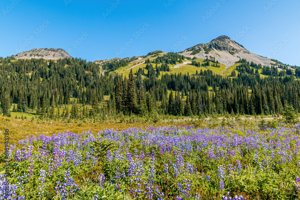 View at mountains from a purple flower field