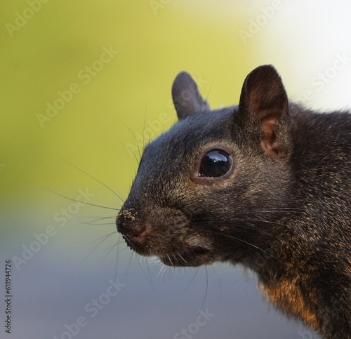 Close up portrait of a black squirrel on a colorful and soft background © Christiane