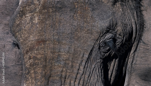 A very close up of elephant skin