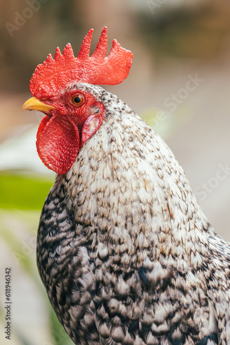 rooster in the farm