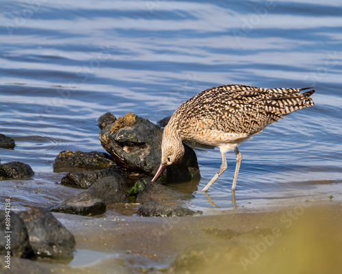 A curlew foraging for crabs near Moss Landing  California.