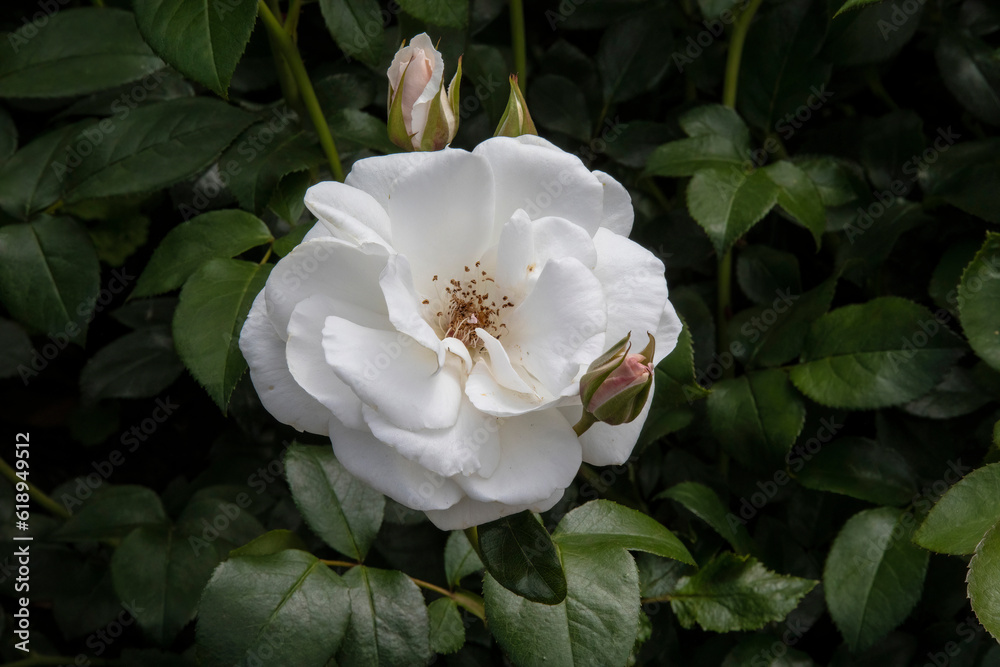 White rose flower closeup. Shallow depth of field. Spring and summer flower White rose flower closeup. Shallow depth of field. Spring and summer flower