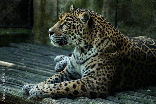 close up of a leopard