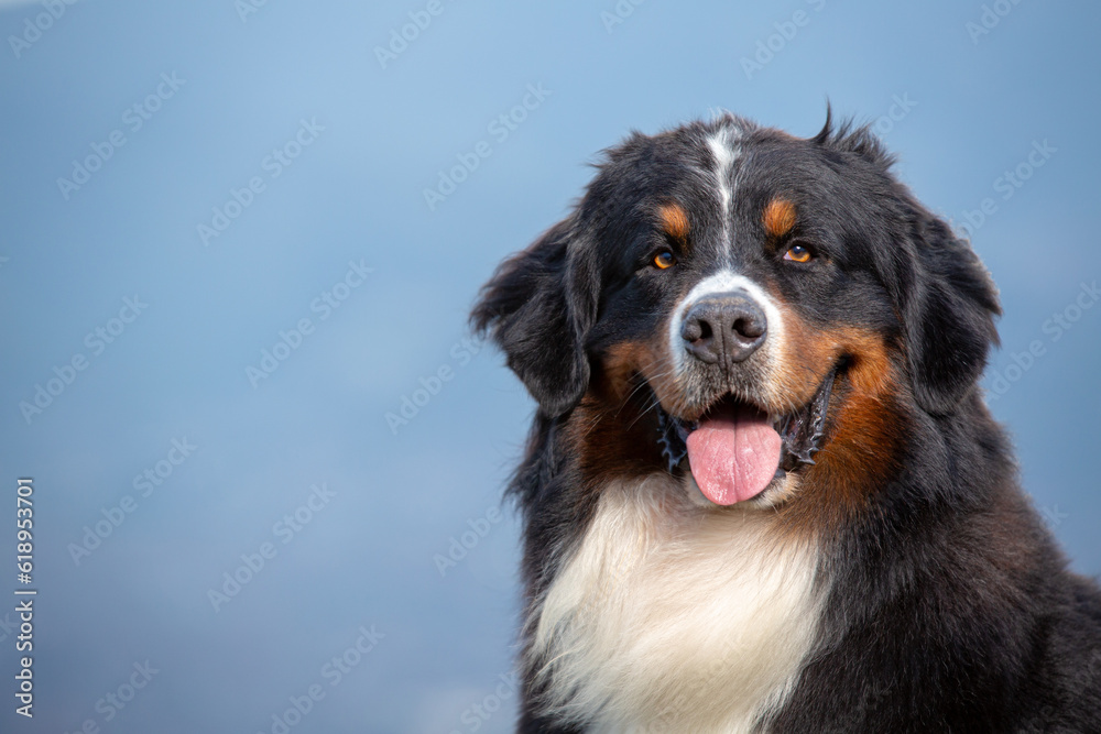 Adult Bernese Mountain dog portrait