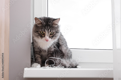 Naughty cat with damaged wired earphones on windowsill indoors