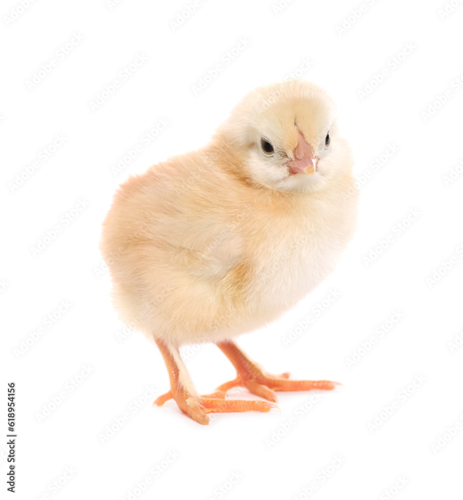 Cute fluffy baby chicken on white background Cute fluffy baby chicken on white background