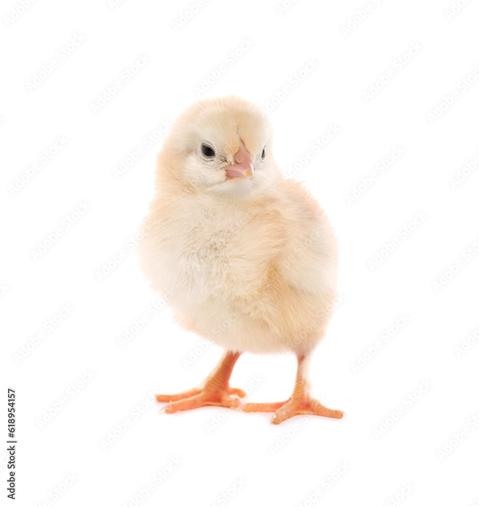 Cute fluffy baby chicken on white background Cute fluffy baby chicken on white background