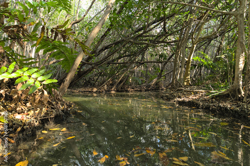 Canal in the mangrove during afternoon  Mexico  Yucatan   Manglares san Crisanto    Mangrove san Crisanto . 