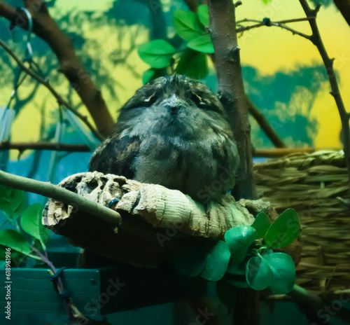 A Tawny Frogmouth (Podargus strigoides) placidly stares at the viewer photo