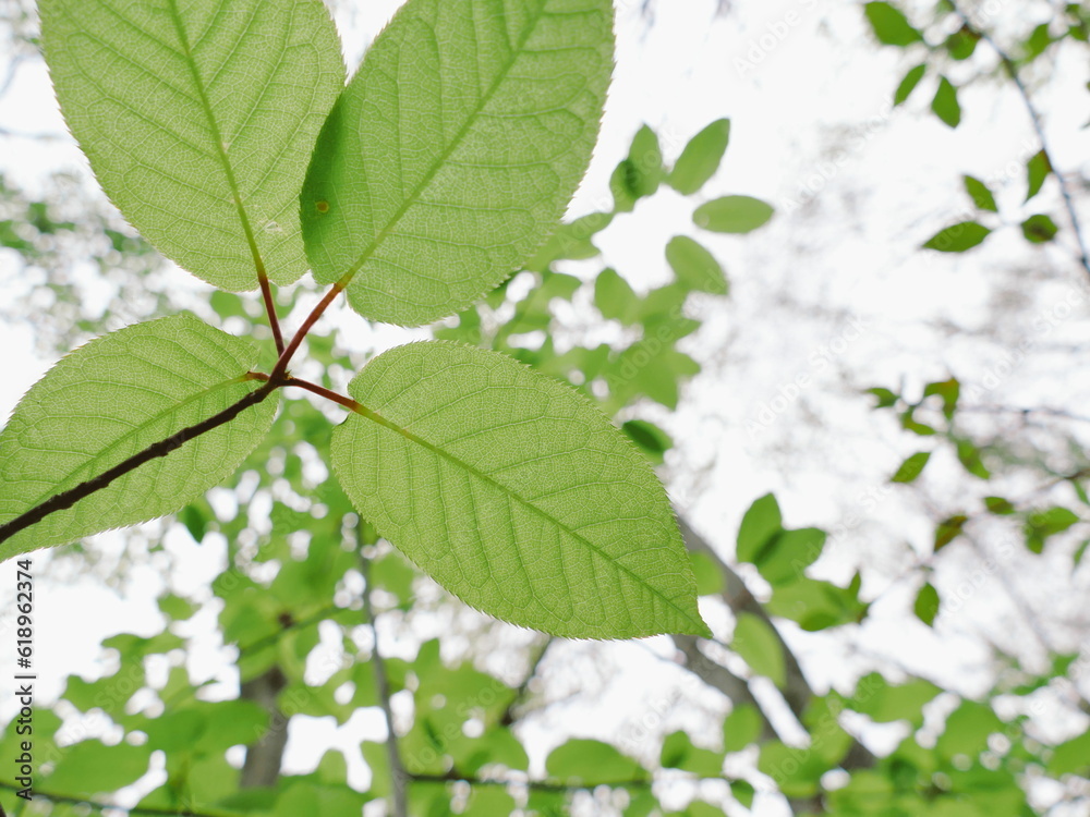 Obraz premium 新緑の森を見上げる