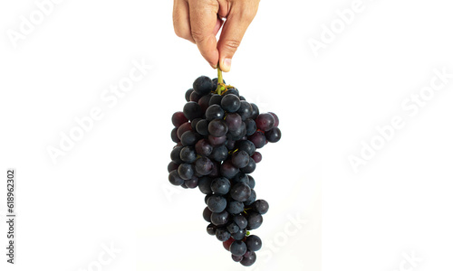 Hand holding a beautiful bunch black grape, isolated on white background