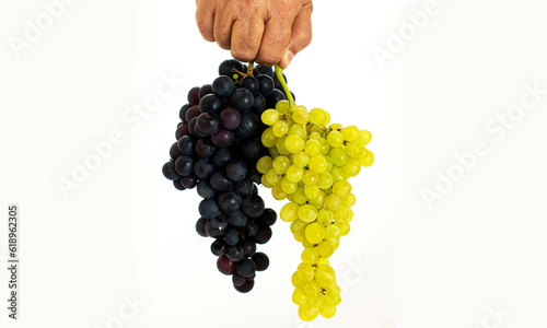 Hand holding a beautiful bunch green grape and black grape, isolated on white background