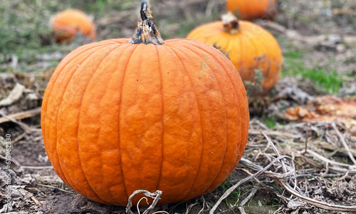orange pumpkins at outdoor farmer on the ground