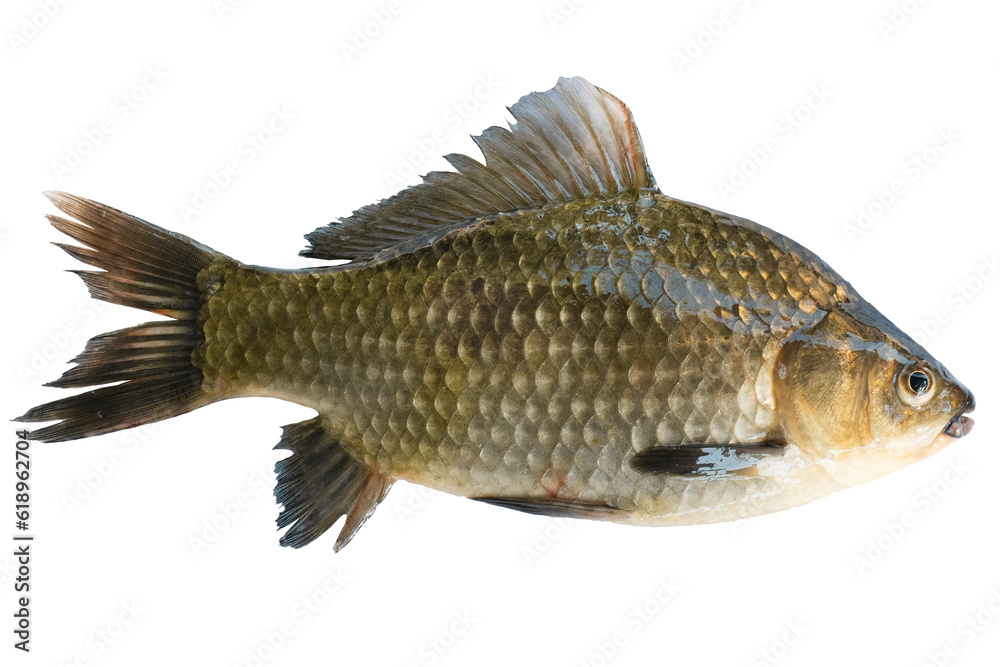 Live fish object for design. Crucian carp live fish isolated on transparent background. Live fish object for design. Crucian carp live fish isolated on transparent background.
