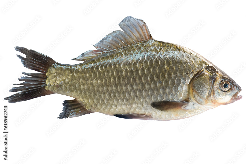 Live fish object for design. Crucian carp live fish isolated on transparent background. Live fish object for design. Crucian carp live fish isolated on transparent background.