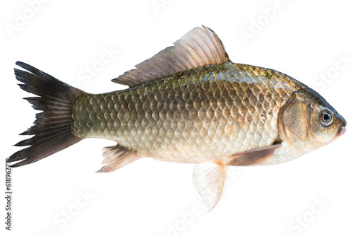 Live fish object for design. Crucian carp live fish isolated on transparent background.  photo