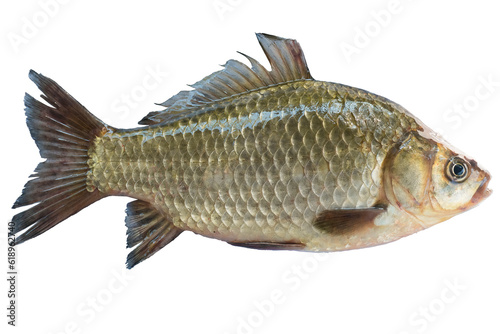 Live fish object for design. Crucian carp live fish isolated on transparent background. 