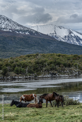 Horses by the river in Tierra del Fuego national park.