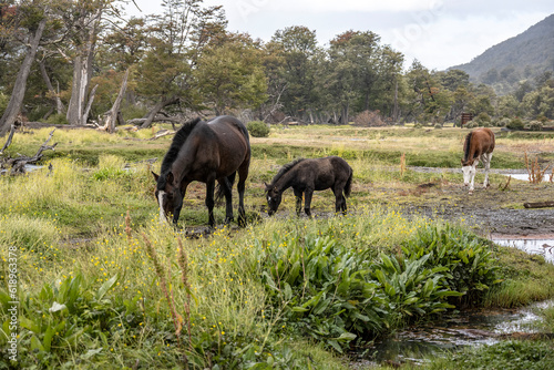 Three horses grazing in Ushuaia  Tierra del Fuego  Argentina.