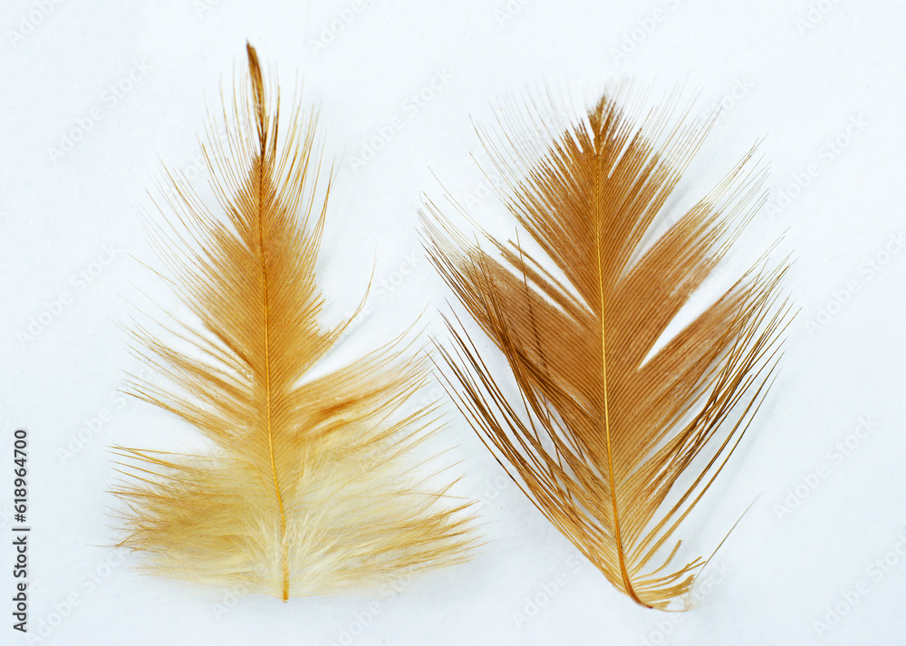 Beautiful eagle feather isolated on white background Beautiful eagle feather isolated on white background
