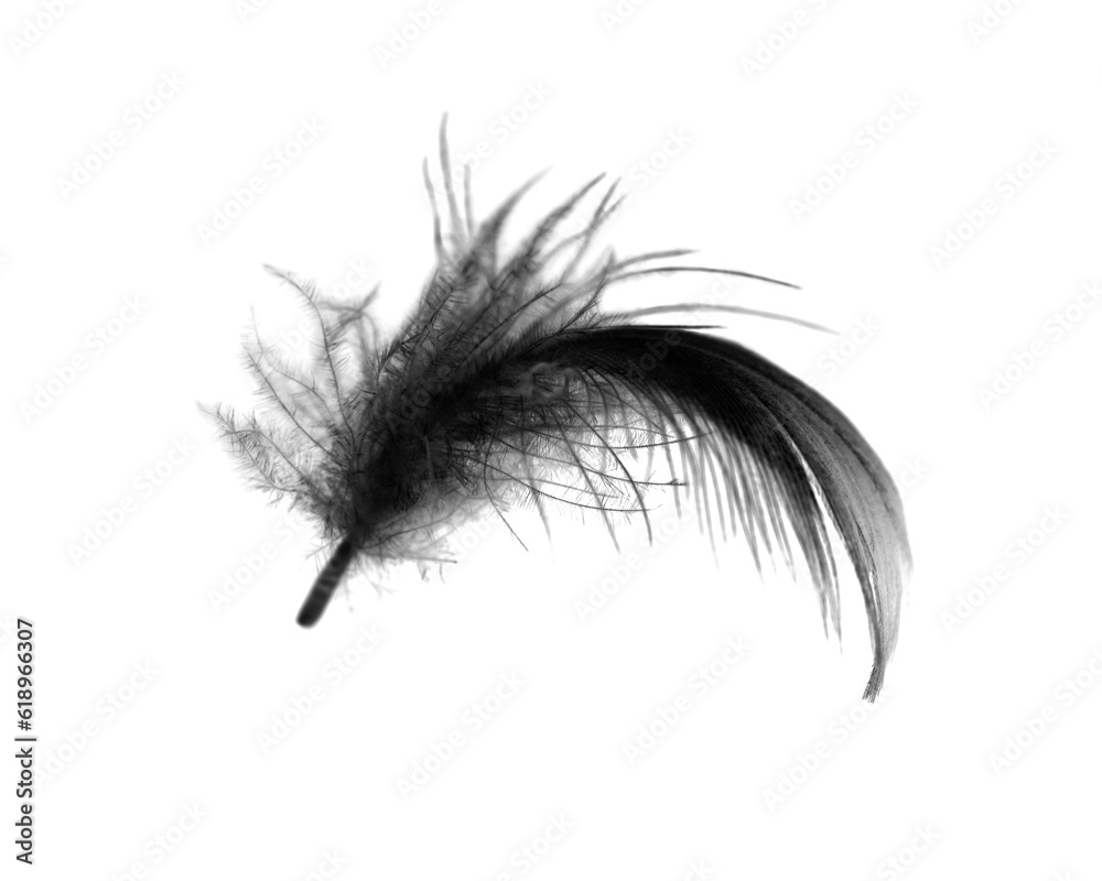 Fototapeta premium Beautiful black feather isolated on white background