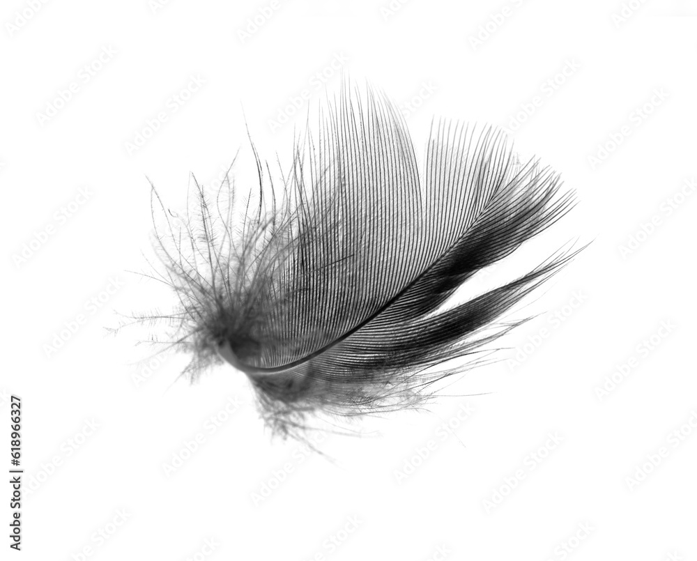 Beautiful black feather isolated on white background Beautiful black feather isolated on white background