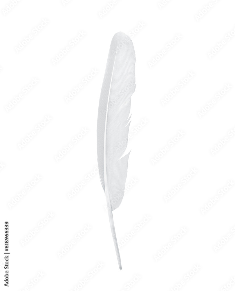Beautiful sketching white feather  isolated on white  background