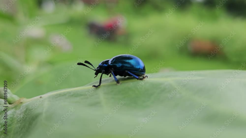 Macro of small metallic blue beetle on leaf. Macro of small metallic blue beetle on leaf.