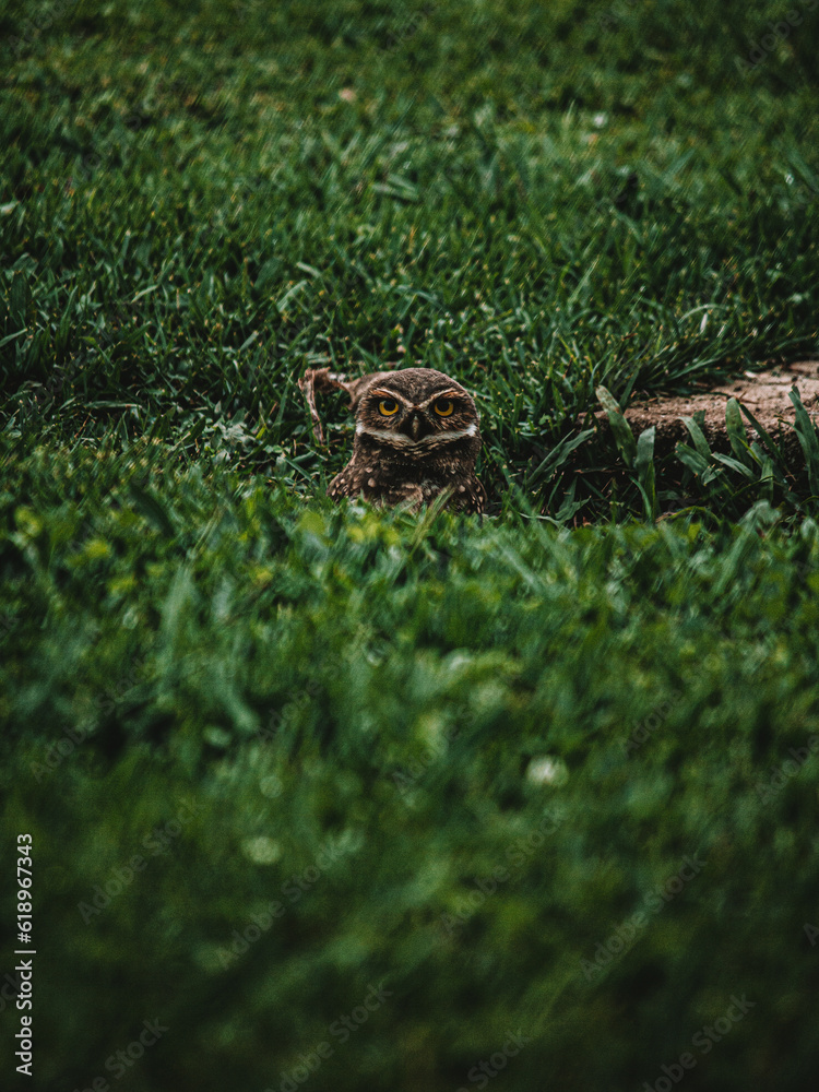 Obraz premium Throught the grass