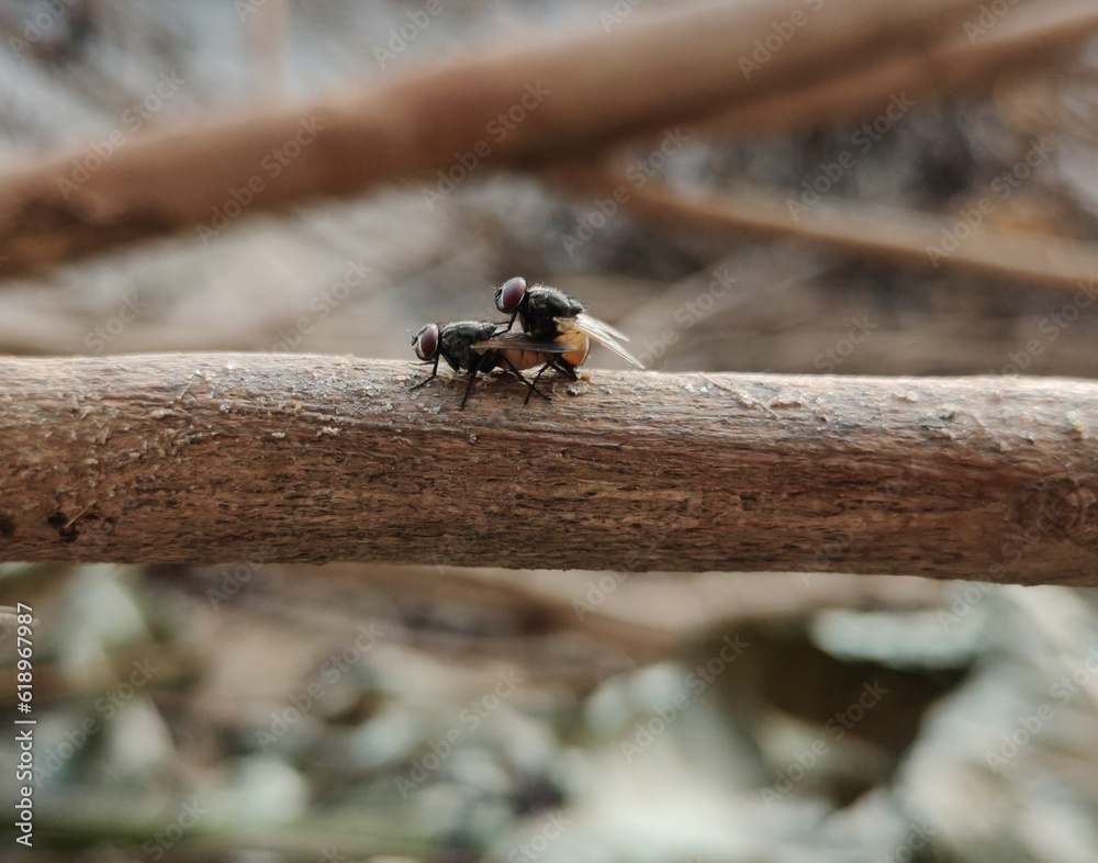 Obraz premium sex with insect