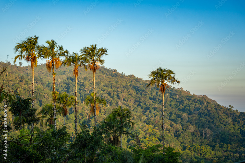 Golden Hour Sunrise Palm Trees at Wilson's Botanical Gardens in San Vito Costa Rica