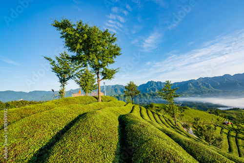 Fungus Mountain Tea Garden, Zouma Town, Hefeng County, Enshi, Hubei, China photo