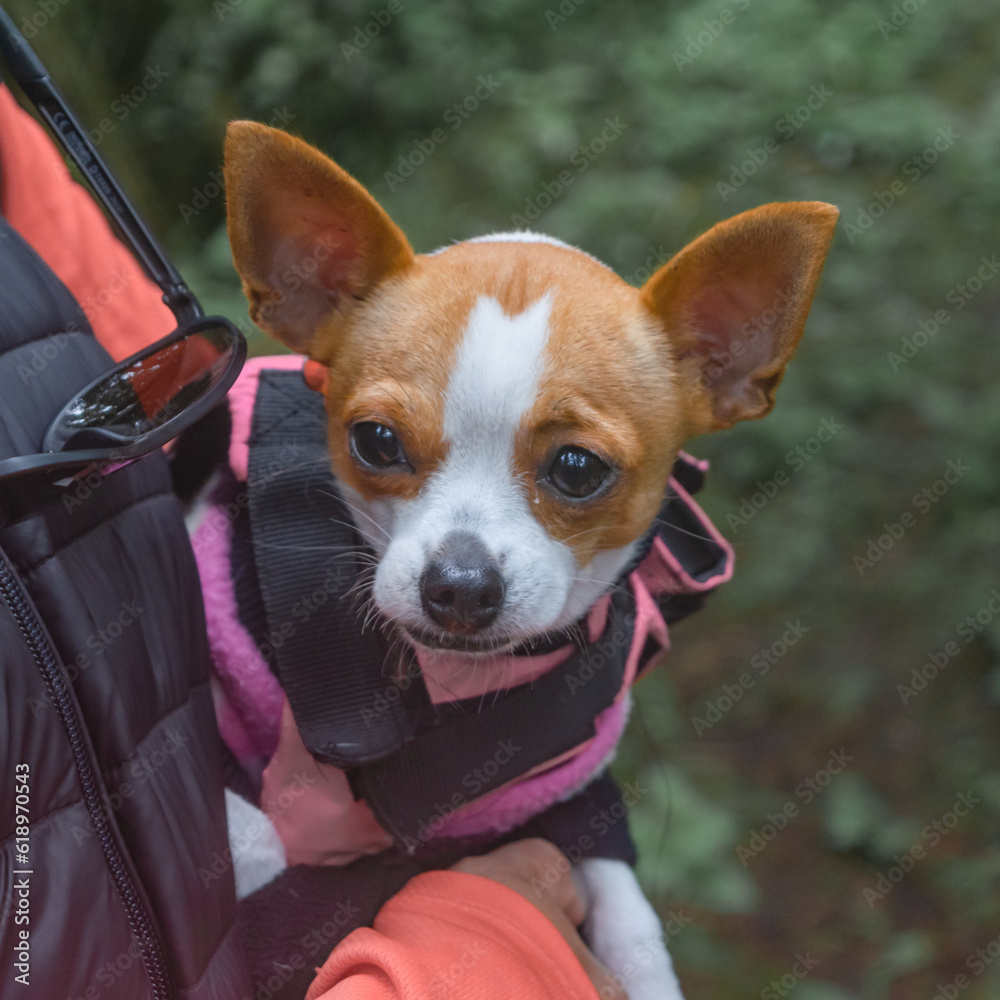 Beautiful Chihuahua female domestic dog out for a walk in the forest close up
