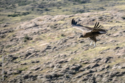 Female condor preparing to land.