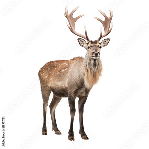 deer isolated on white background © krit