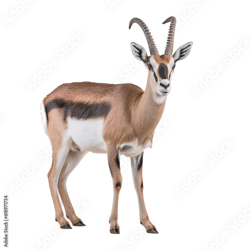 antelope isolated on white photo