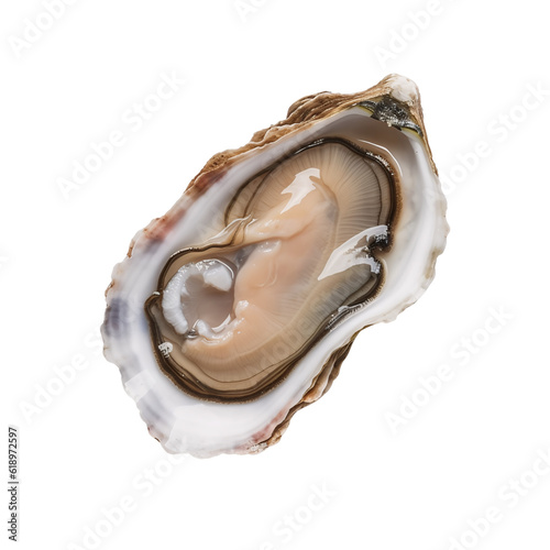 oyster shell isolated on white