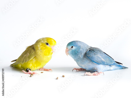Forpus parrot bird on the white background © suradeach seatang