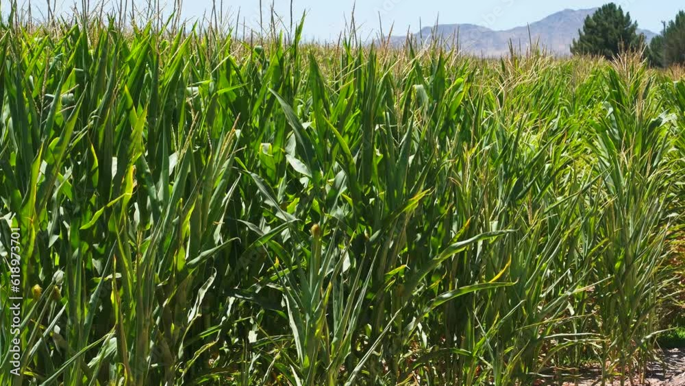 Medium shot of a Corn Plantation in Arizona. Medium shot of a Corn Plantation in Arizona.