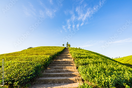 Fungus Mountain Tea Garden, Zouma Town, Hefeng County, Enshi, Hubei, China photo